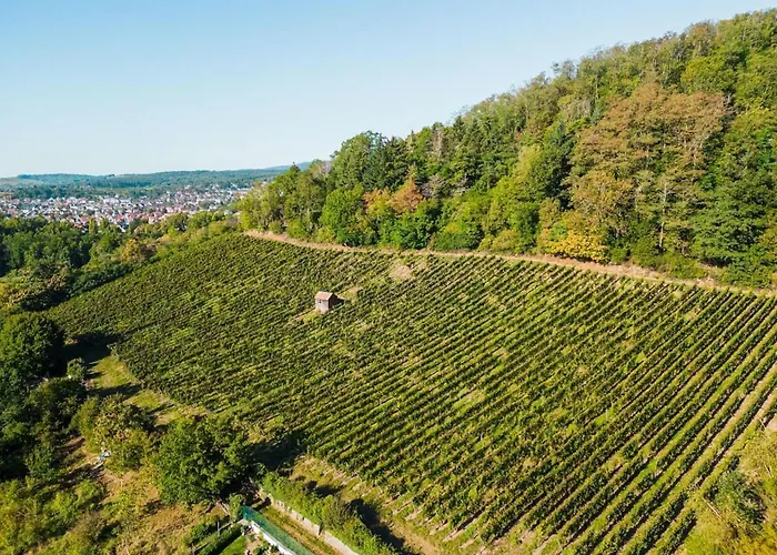 Moderne Au Pied Des Vignes Daire Thann